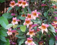 bignonia capreolata ab 10b.jpg